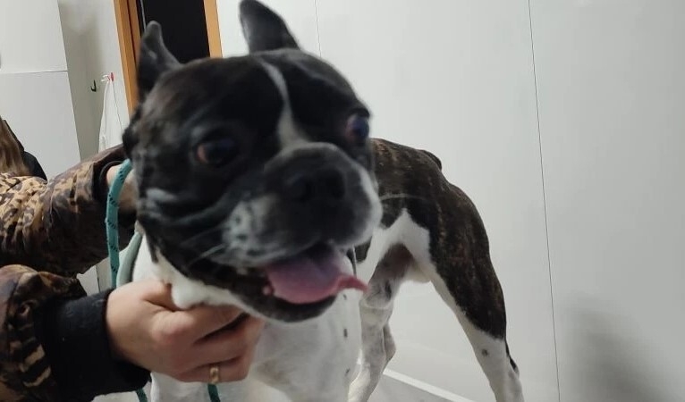 Саратовские ветеринары помогли укушенному клещом бульдогу Феде